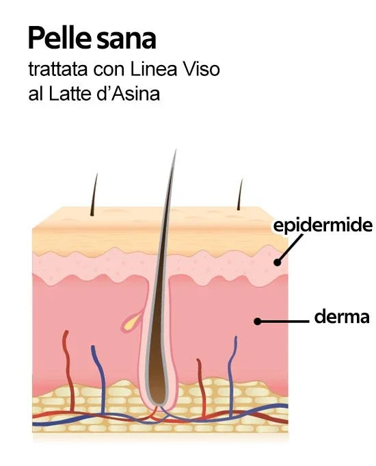 LR Wonder Company - Siero Madre Al Latte D'Asina 30ml - Lady&Oscar